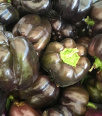 Paprika hnědá Babybell - Capsicum annuum - semena papriky - 8 ks
